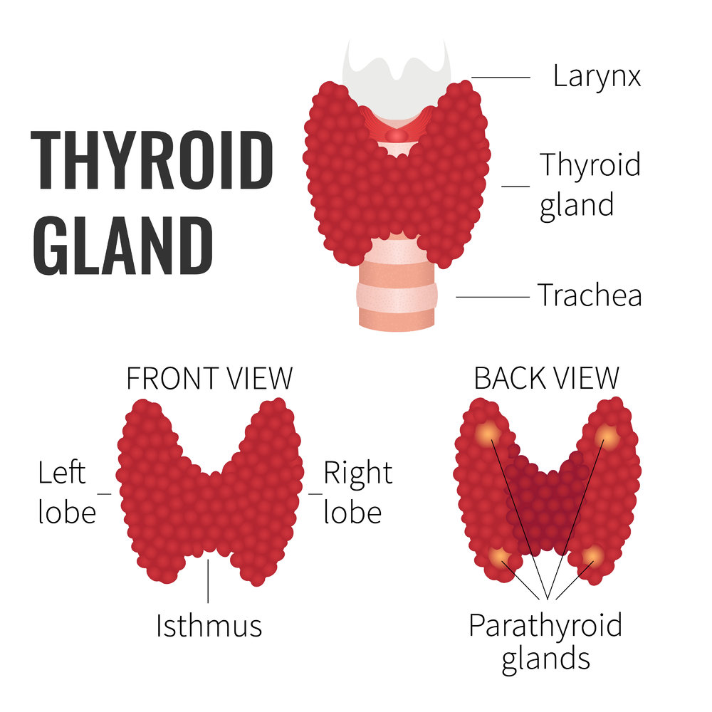 parathyroid