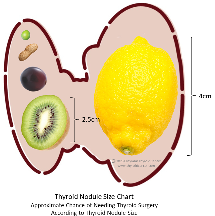 normal thyroid size